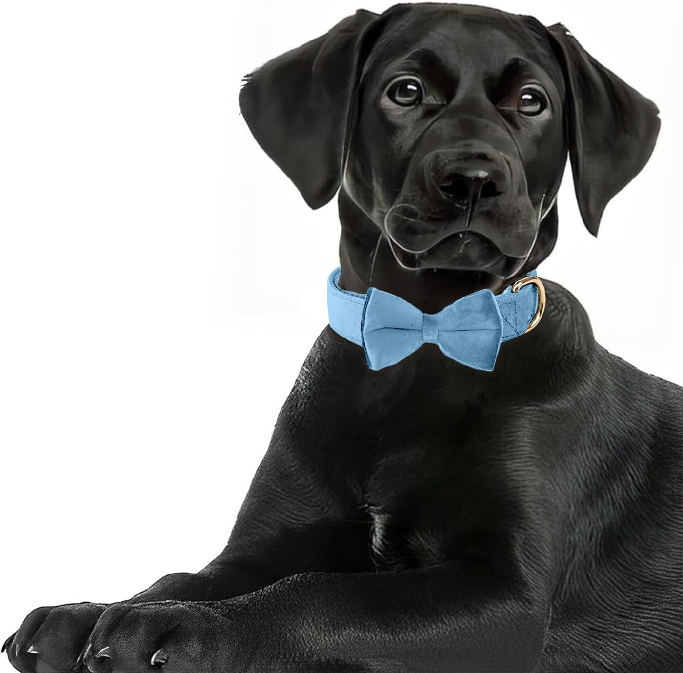 Dog Collars with Bow,Velvet Puppy Collar with Zinc Alloy Safety Buckle, Adjustable Soft Dog Bow Tie Collar, Detachable Breakaway Dog Collar with Metal D-Ring for Small Medium Large Dogs